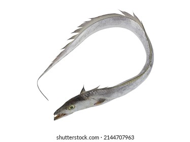 Largehead Hairtail Fish Beltfish Isolated On Stock Photo 2144707963 ...