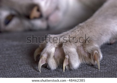Largely cat's paw with the extended claws