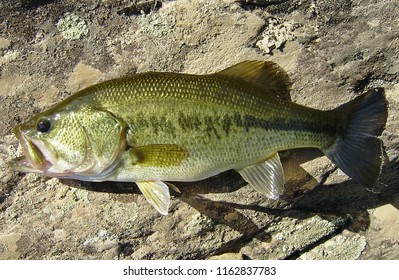 Largemouth Bass Black Bass Micropterus Salmoides Stock Photo 1162837783 ...