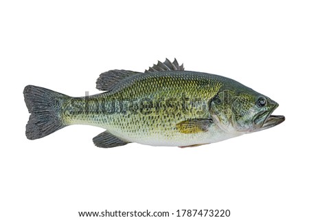 Largemouth bass fish isolated on white background