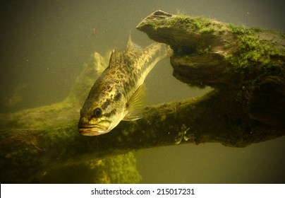 Largemouth Bass Fish In Underwater Location