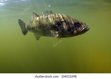 Largemouth Bass Fish Underwater In Ocean In Natural Habitat