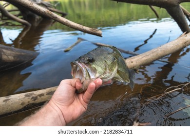 Largemouth Bass Fishing, Fresh Catch Fish