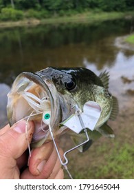 Largemouth Bass Hooked On A Spinnerbait