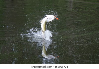 Largemouth Bass Jumping