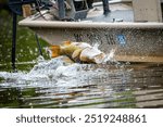 Largemouth Bass jumping out of the water