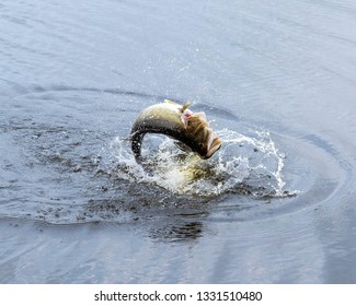 Largemouth Bass Jumping Out Of The Water