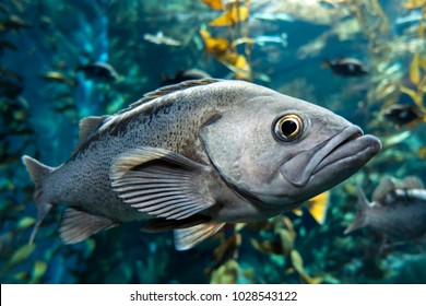 Largemouth Bass Micropterus Salmoides ,close Up Detail