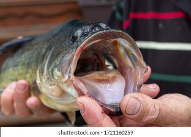 128 Free CC0 The fish mouth Stock Photos - StockSnap.io