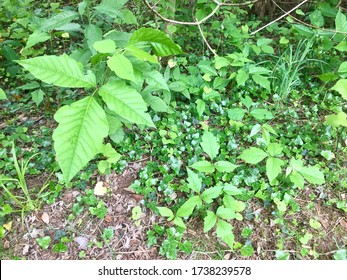 Larger Poison Ivy Leaves Stand Out Against The Forest Floor Along A Hiking Trail In A Virginia Forest.