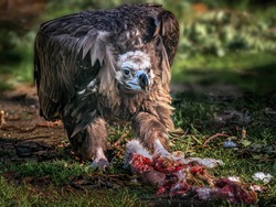 The Largest Bird Of Prey Found In Spain And The Most Common Carrion-eater In The Woods Of The Mediterranean Area. Unlike Other Species Of Vulture, It Does Not Nest In Cliffs But In The Tops Of Trees