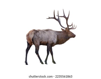 Largest brown Elk with horn standing in the forest at national park. Isolated on white background