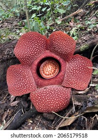 The Largest Flower From Indonesia Rafflesia Arnoldi