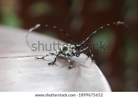 Insects or Insecta (from Latin insectum) are pancrustacean hexapod invertebrates and the largest group within the arthropod phylum.