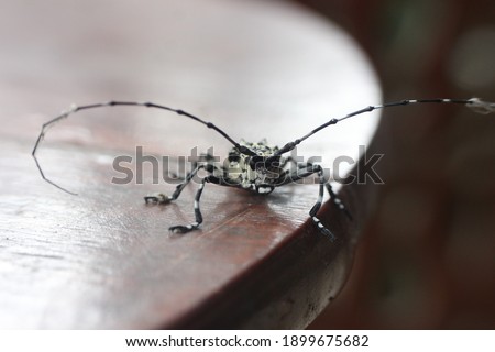 Insects or Insecta (from Latin insectum) are pancrustacean hexapod invertebrates and the largest group within the arthropod phylum.