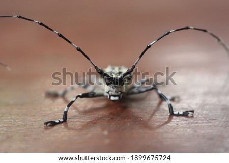 Insects or Insecta (from Latin insectum) are pancrustacean hexapod invertebrates and the largest group within the arthropod phylum.