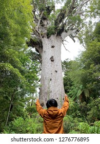 The Largest Kauri Tree In Waipoua Forest In New Zealand. Love Kauri Trees And Protect Kauri Trees From Dieback Disease