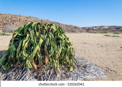 Largest known Welwitschia Mirabilis plant growing in the hot arid Namib Desert of Angola