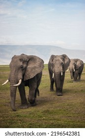 Largest Land Mammals On Earth And Have Distinctly Massive Bodies, Large Ears, And Long Trunks. They Use Their Trunks To Pick Up Objects, Trumpet Warnings, Greet Other Elephants