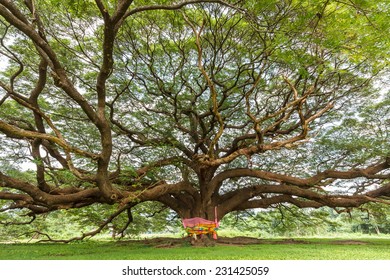 Largest Monkey Pod Rain Tree East Stock Photo 231425059 | Shutterstock