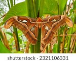 Largest moth in the world: Atlas Moth