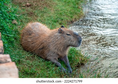 The Largest Rodent In The World Capybara In A City By The River