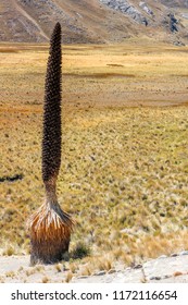 The Largest Specie Of Bromeliad, Named Puya Raimondii. Ancash, Peru