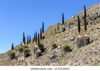 The Largest Specie Of Bromeliad, Named Puya Raimondii. Ancash, Peru