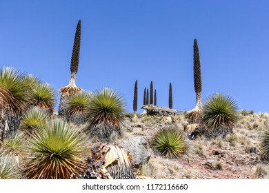 The Largest Specie Of Bromeliad, Named Puya Raimondii. Ancash, Peru