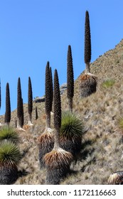 The Largest Specie Of Bromeliad, Named Puya Raimondii. Ancash, Peru