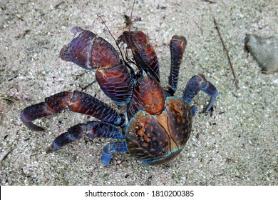 Largest Terrestrial Invertebrate World Coconut Crab Stock Photo ...