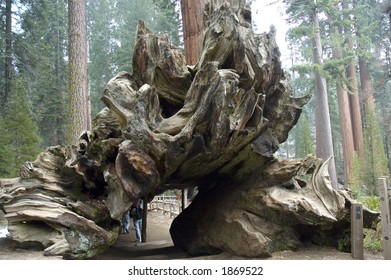 Largest Trunk In The World Where People Can Walk Through  In Sequoia National Park, California