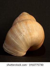 Largest Of The Worlds Land Gastropods, The Shell Of The African Giant Land Snail Clearly Shows The Growth Of The Shell Deposits Of Calcium Carbonate From The Mantle