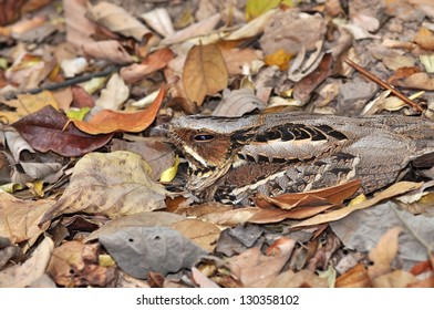 Camouflage Nature Images, Stock Photos Vectors |