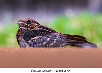 Large-tailed Nightjar (Caprimulgus Macrurus)
Family: Caprimulgidae

Basking Large-tailed Nightjar. Common Nightjar In Borneo.