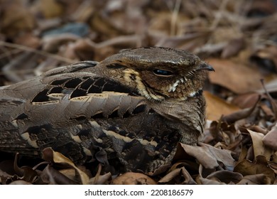 750 Hibernating Birds Images, Stock Photos & Vectors | Shutterstock