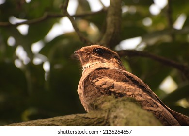 The Large-tailed Nightjar Is A Species Of Nightjar In The Family Caprimulgidae.