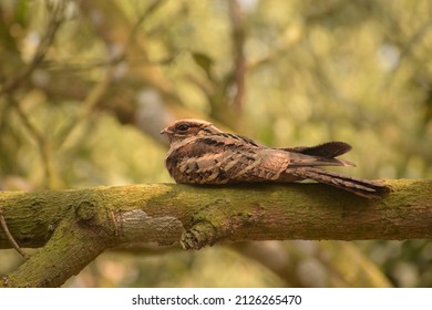 The Large-tailed Nightjar Is A Species Of Nightjar In The Family Caprimulgidae.