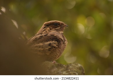 The Large-tailed Nightjar Is A Species Of Nightjar In The Family Caprimulgidae.