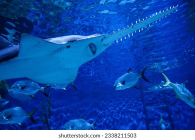 largetooth sawfish (Pristis pristis) swimming around large aquarium tank, The sawfish also they known as carpenter sharks - Powered by Shutterstock