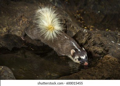 Large-toothed Ferret Badger Close Up Eating Water In The Nature.