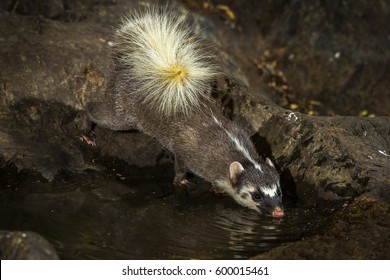 Large-toothed Ferret Badger Close Up Eating Water In The Nature.