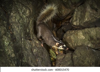 Large-toothed Ferret Badger Close Up Eating Water In The Nature.