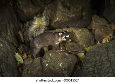 Large-toothed Ferret Badger Close Up Eating Water In The Nature.