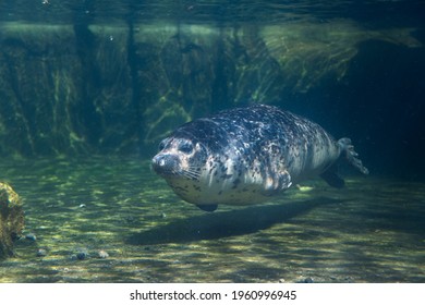 A Largha Seal Swimming Underwater