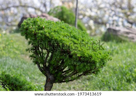 Larix, close up of a cream branch of a larch tree, trimmed in the style of a bonsai tree