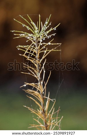 Similar – Image, Stock Photo Illuminated Anigozanthos 2