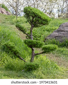 Larix, larch tree, pruned in the style of a bonsai tree. Ornamental plant for yard decoration
