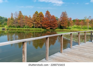 Larix Laricina, Commonly Known As The Tamarack, Hackmatack, Eastern, Black, Red Or American Larch In Hong Kong Wetland Park