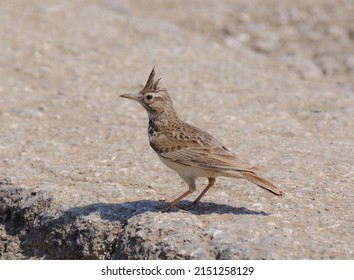 Сrested lark bird on road